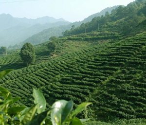 安溪县有机茶园认证面积位列全国产茶县第一